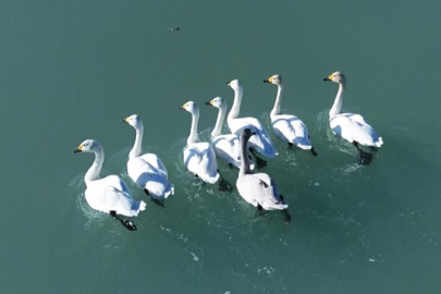 Süphan Dağı manzarasında kuğu dansı
