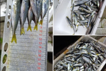 Bursa'da küçük boyda avlanan balıklara el konuldu