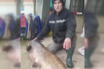 Bursa'da yakalanan dev balık, görenleri şaşkına çevirdi