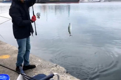 İskelede palamut bereketi