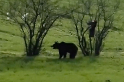 Köy yoluna inen ayı cep telefonu kamerasına yansıdı