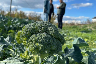 Tarlada 10 lira olan brokoli, pazarda 70 lira