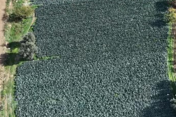 Tarlada 10 lira olan brokoli, pazarda 70 lira