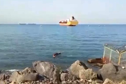 Denize düşen angus yüzerek karaya ulaştı