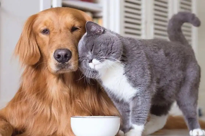 Kasım'da en çok evcil hayvanlar ile ilgili ürünler pahalandı