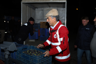 Gemlik yağlık zeytin alımlarına Umurbey’de devam etti 
