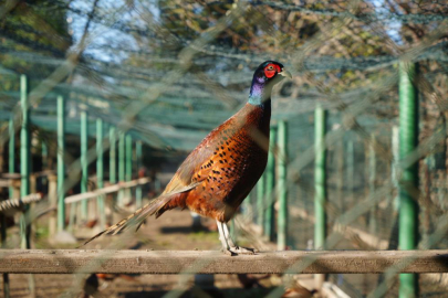 2025'te 3 bin sülün doğaya salındı