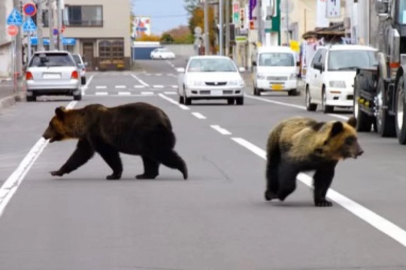 Japonya’da ayı saldırılarının sayısı rekor kırdı