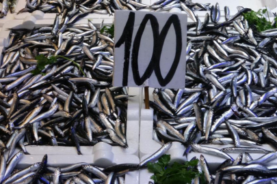 Karadeniz’de hamsi bereketi