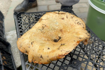 Yağmur yağdı, fiyatı 300 liradan 100 liraya düştü