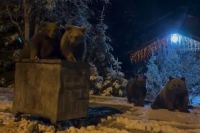 Bursa'da kış uykusuna yatmayan ayılar böyle görüntülendi