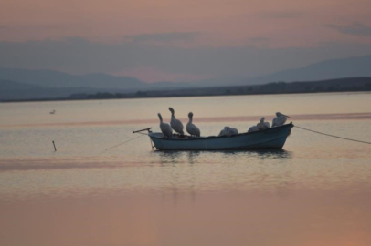 Bursa'nın o ilçesinde çeltik ekimi yasaklandı