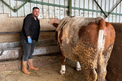 Şap hastalığına bir hayvanını daha verdi