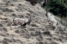 Tekelerin liderlik kavgası kamerada