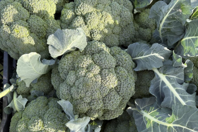 'Yeşil altın' hasadı başladı