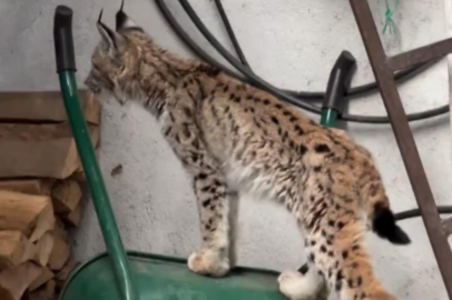 Yolunu şaşıran vaşak ilçe merkezine indi