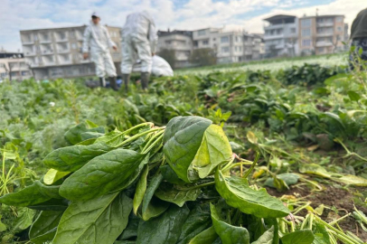 Bursa'da ata tohumundan Kent Lokantası'na yolculuk