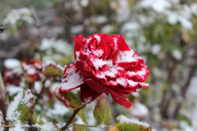 Çiçekler kar altında kaldı