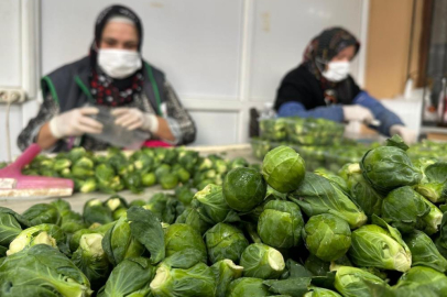 Rusya ve Hollanda Brüksel lahanasını İznik'ten alıyor