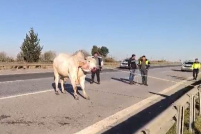 Firari anguslar tek tek yakalandı