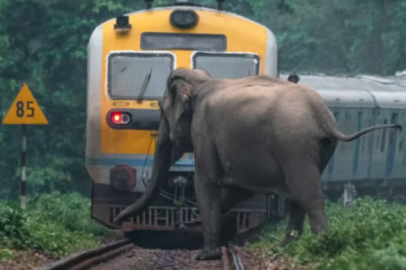 Hindistan'da yolcu treni fillere çarptı: 7 fil telef oldu