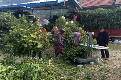 Defne yaprağı bir köyün geçim kaynağı oldu
