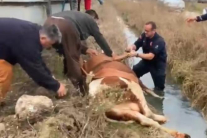 Su kanalına düşen inek için kurtarma operasyonu
