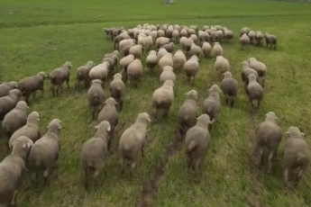 Bursa'da küçükbaşa yönelik önemli bir proje hayata geçiyor