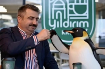 Penguen sürüden ayrılırken belediyeler boş durmadı