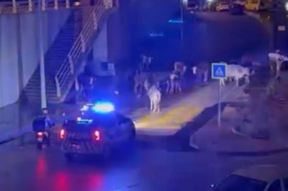 Polisin 'İnekler dağılın' anonsu gülümsetti