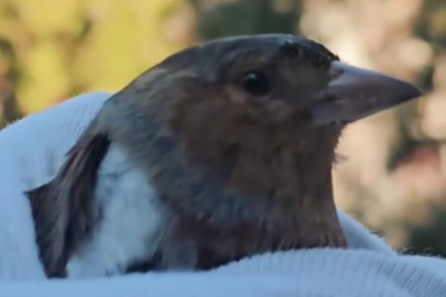 Tedavisi tamamlanan ispinoz doğaya salındı
