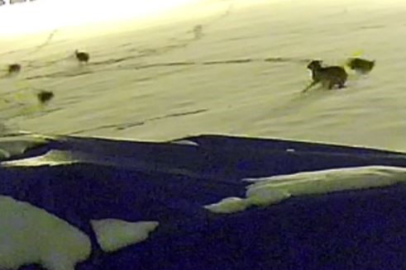 Kurtlarla dövüşen köpekten geriye postu kaldı