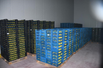 Kestel'e 400 milyon liralık dev meyve tesisi kuruluyor