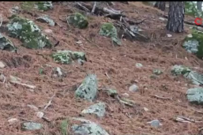 Uludağ'da fotokapana yakalanan karacanın sevimli halleri