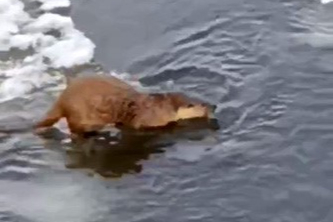 Su samuru, buz üstünde balık yerken görüntülendi
