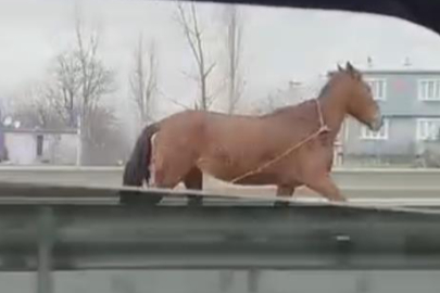 Başıboş at Bursa trafiğinde tehlike saçtı