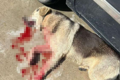 Tavuklarını yiyen köpekleri öldürünce tutuklandı