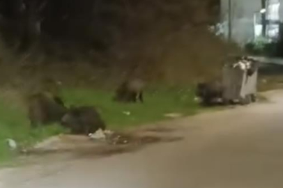 Bursa'da aç kalan domuz sürüsü şehre indi