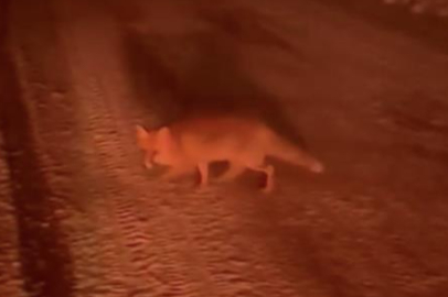 Uludağ yolundaki tilki kameraya yakalandı