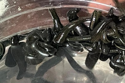 Kadınlar cilt güzelliğini sülükte arıyor