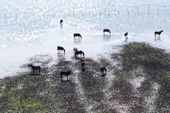 Karacabey'de milyonluk yarış atları da su altında kaldı
