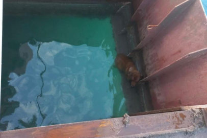 Gemiden denize düşen köpeği itfaiye kurtardı