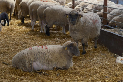 Koyunlara suni tohumlama geliyor