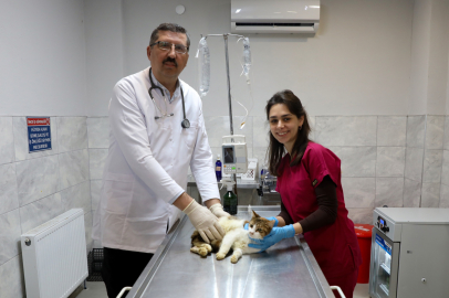Yaralı kediye Büyükşehir şefkati
