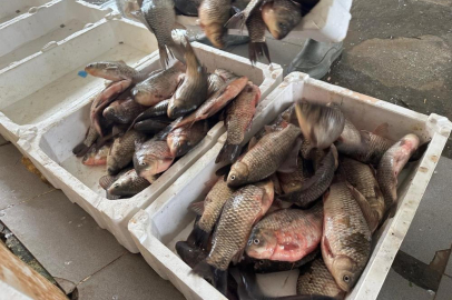 İstilacı İsrail sazanları Bursa'da gelir kaynağı oldu