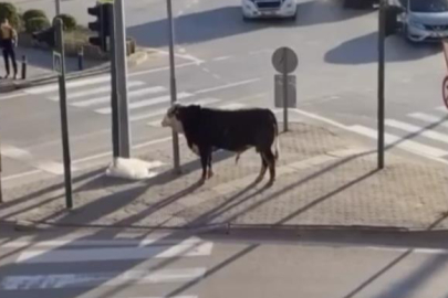 Bursa'da kaçan boğa trafiği karıştırdı