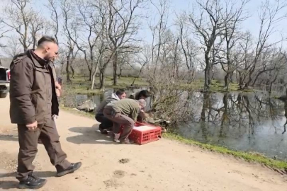 Karacabey Longozları'nda yaban hayatına özgürlük