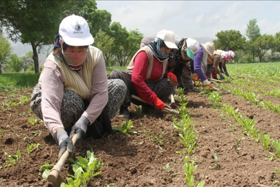 Mevsimlik tarım işçilerinin ortalama günlük ücretleri arttı