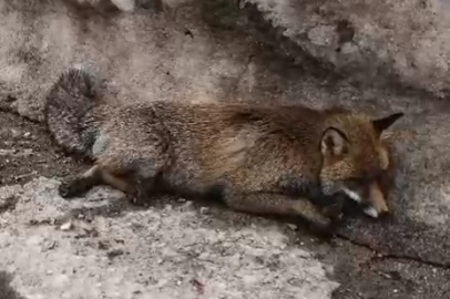 Uludağ'da tilkiye çarpıp kaçtı