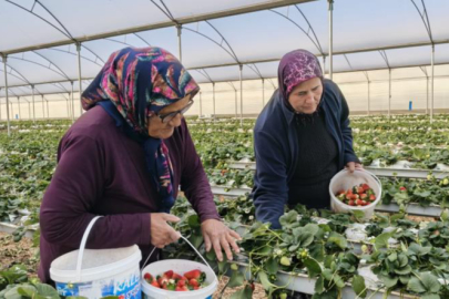 Kadınlar Gününü tarlada çalışarak kutladılar